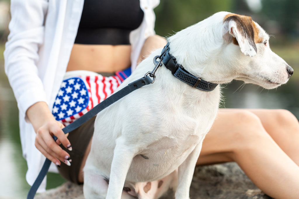 Celtic Sport Quick-Release Leather Dog Collar