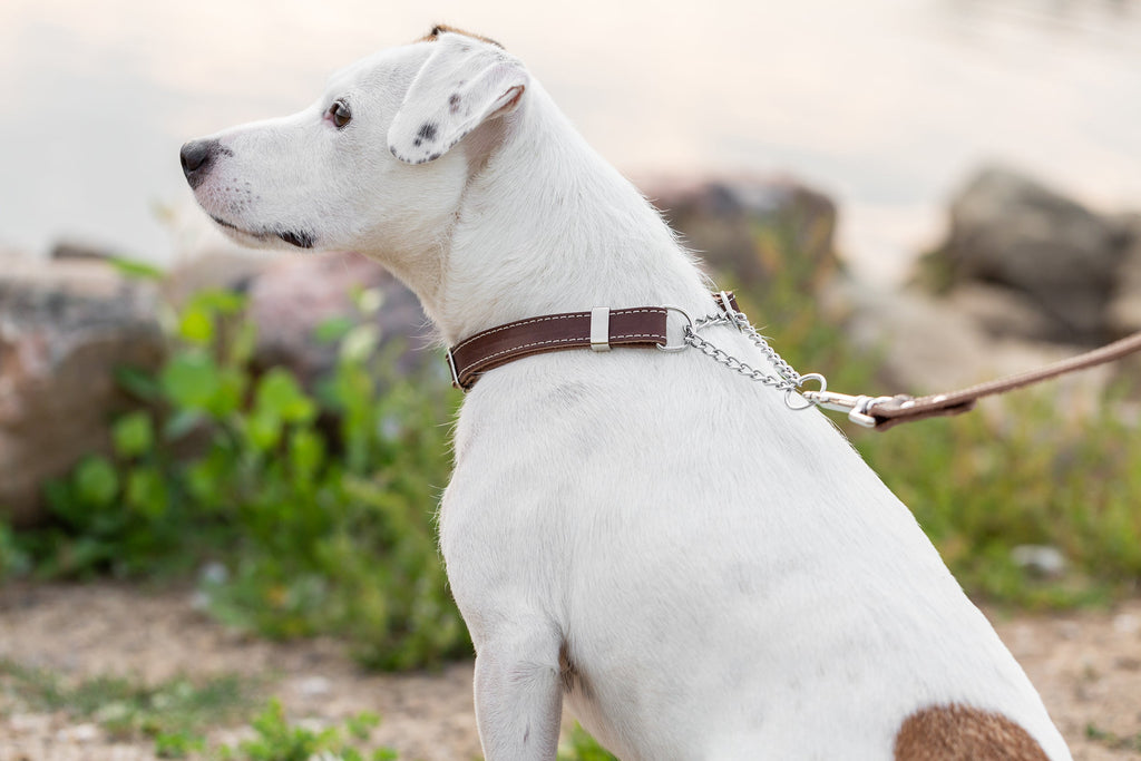 Martingale Leather Dog Collar